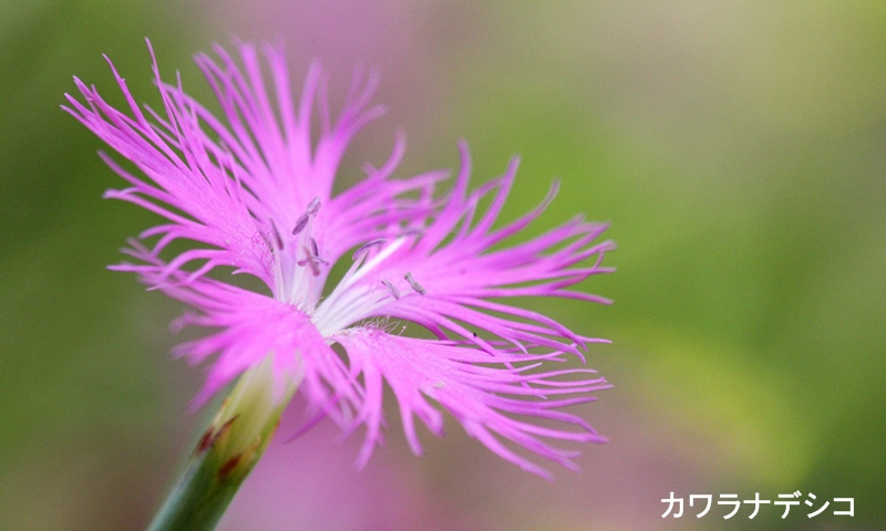 Tv摜